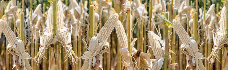 Análisis para mejorar en la producción agrícola