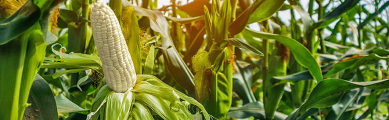 Desarrollo e investigación en alimentos