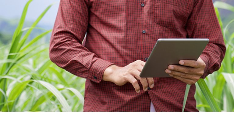 Predicciones del cultivo gracias al IoT