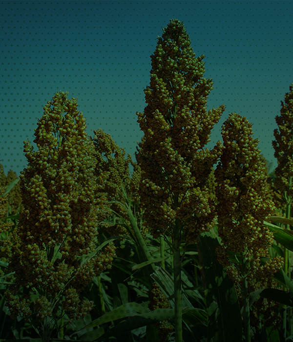 Sorgo